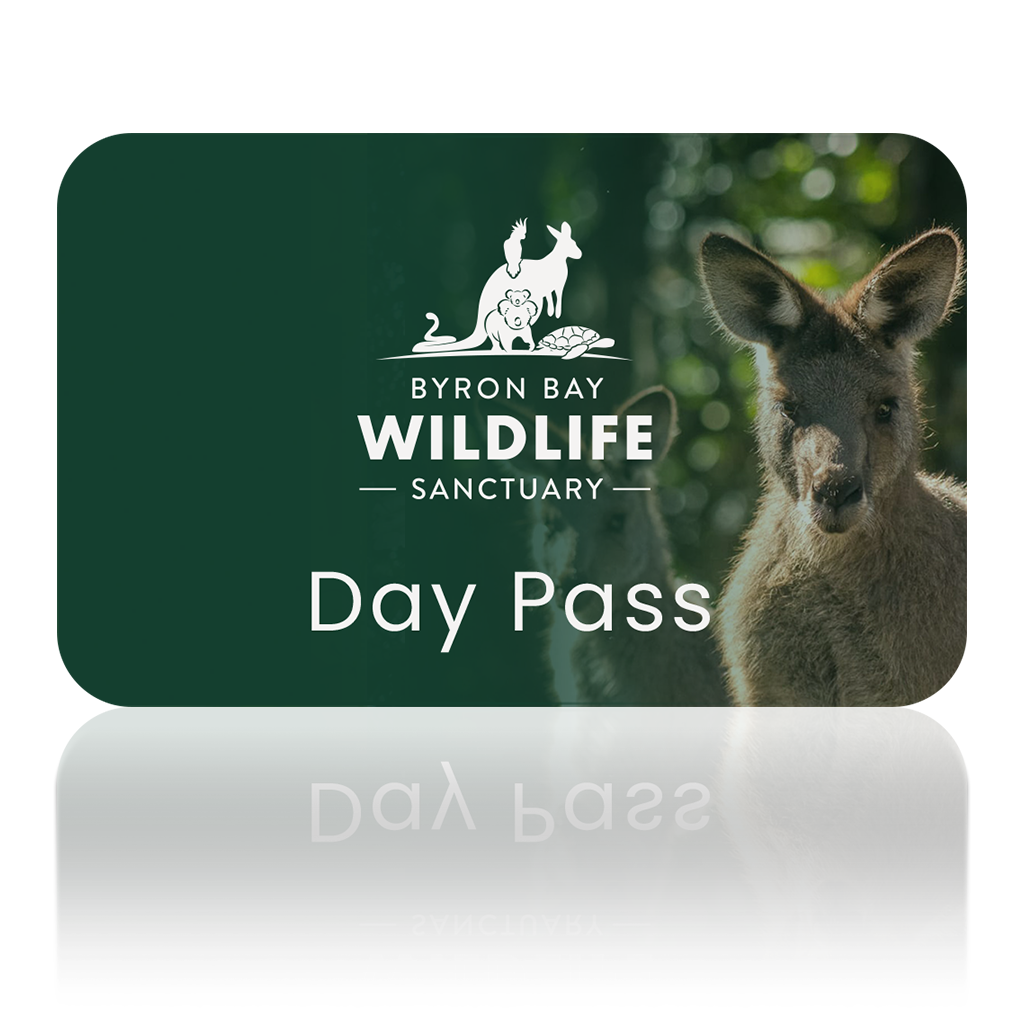 Byron Bay Wildlife Sanctuary | Day Pass