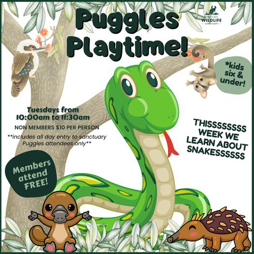 Puggles Playtime | Byron Bay Wildlife Sanctuary